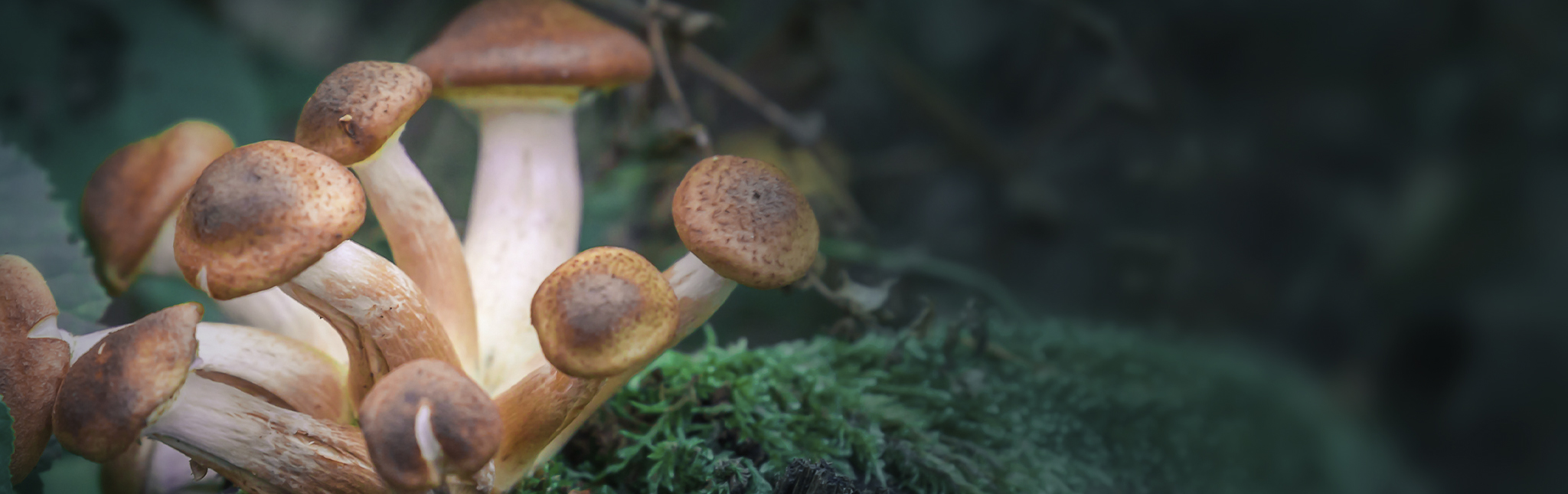 Magic Mushroom