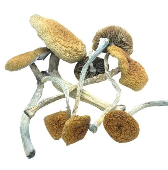 Mazatapec magic mushroom strain
