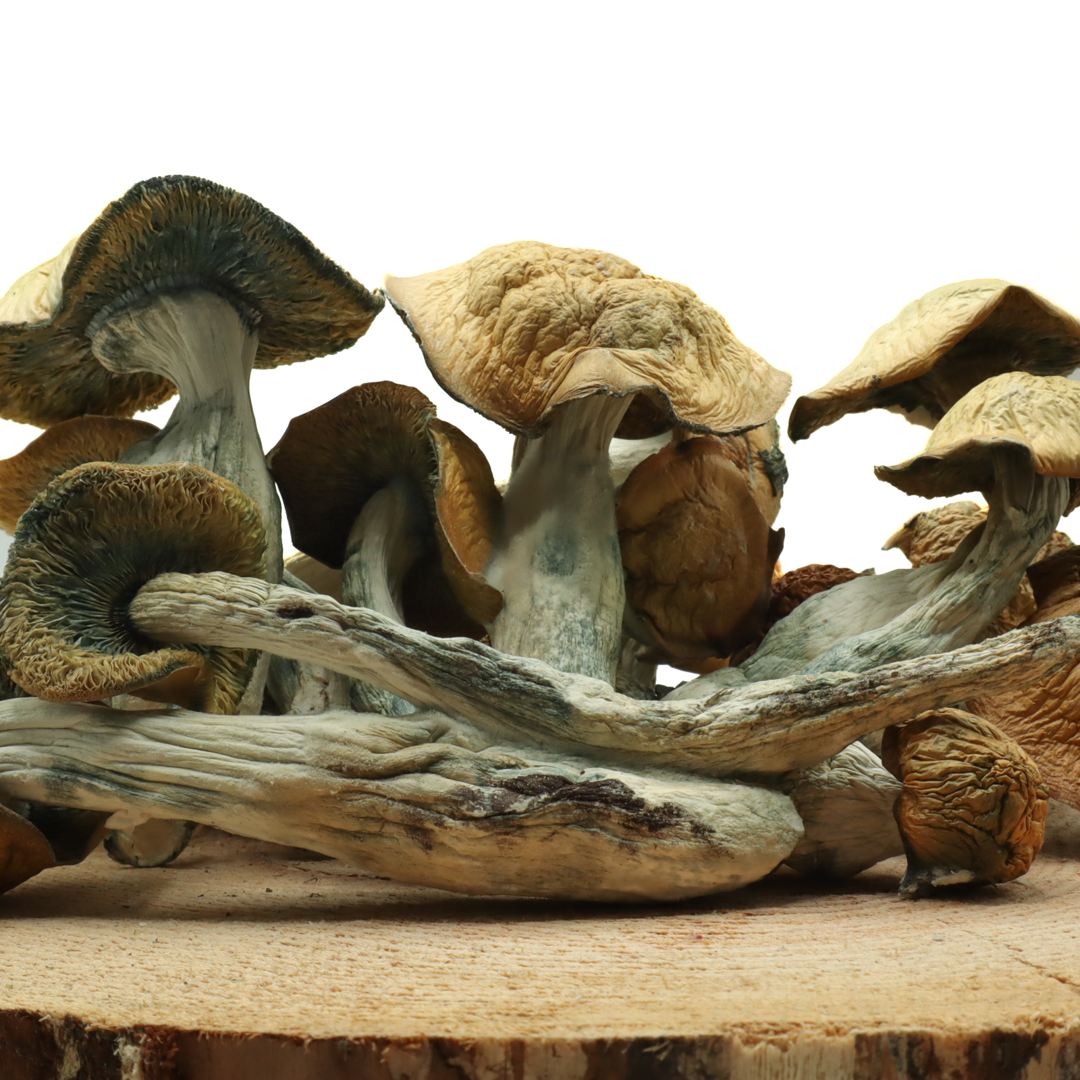 thrasher magic mushroom strain