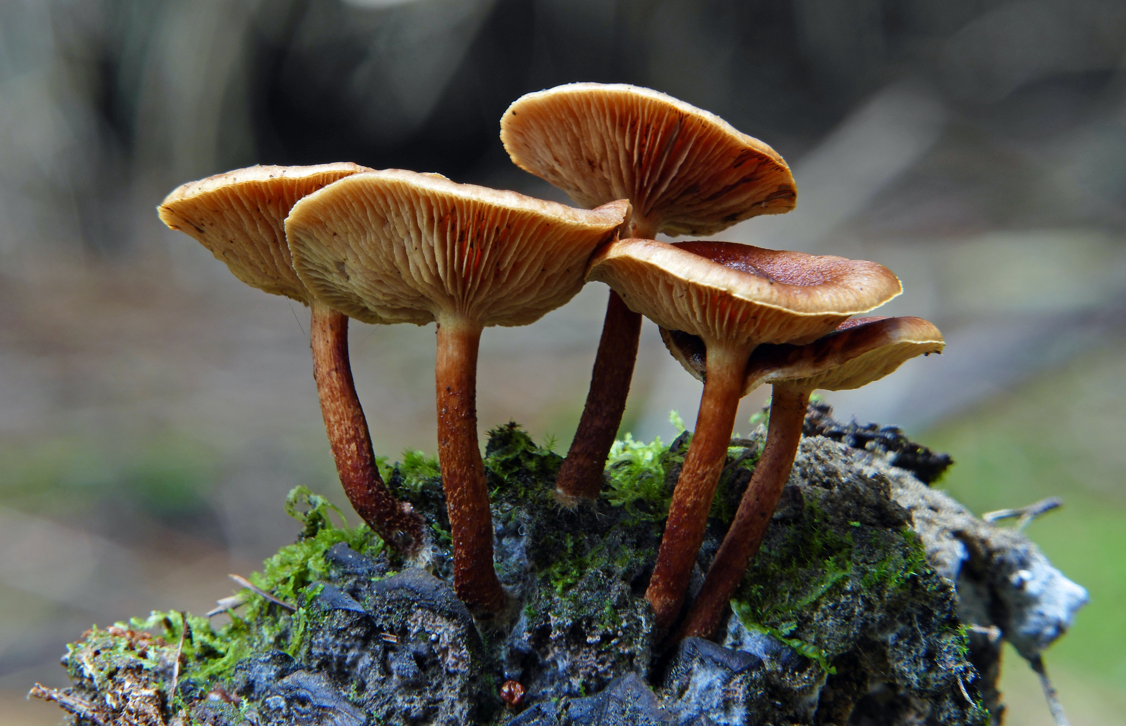 mushroom strain